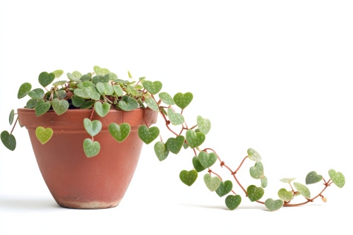 February Plant of the Month