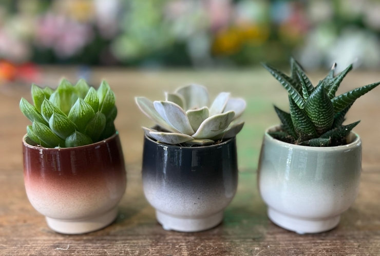 Mini Succulent in a Cute Pot
