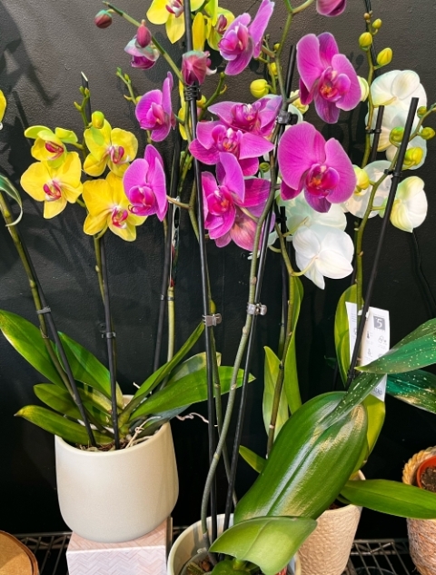 Large Orchid